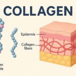 Collagen