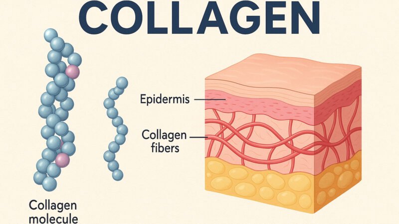 How To Get Type 2 Collagen Naturally