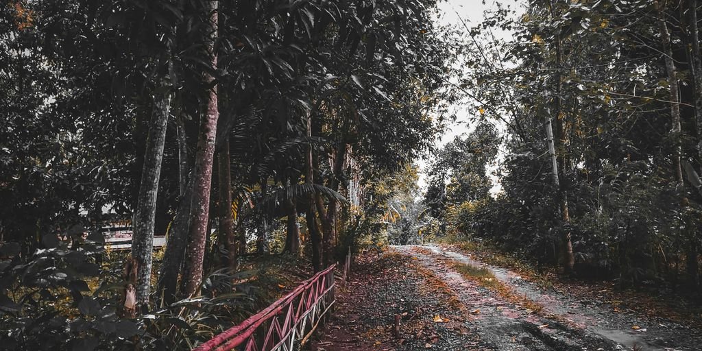 a dirt road in the middle of a forest