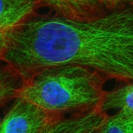 Mitochondria: They Do a Lot, What Can You Do Back?